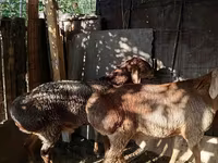 Қошқар, Hissar sheep — 5-сурет
