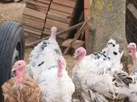 Turkeys — عکس 2