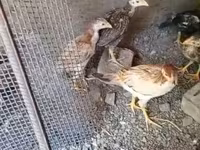 Chickens — 사진 2