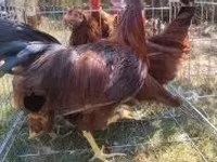 Chickens — снимка 5