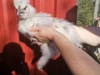 Silkie — foto 2