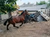 Cavallo, Cavalli — foto 1