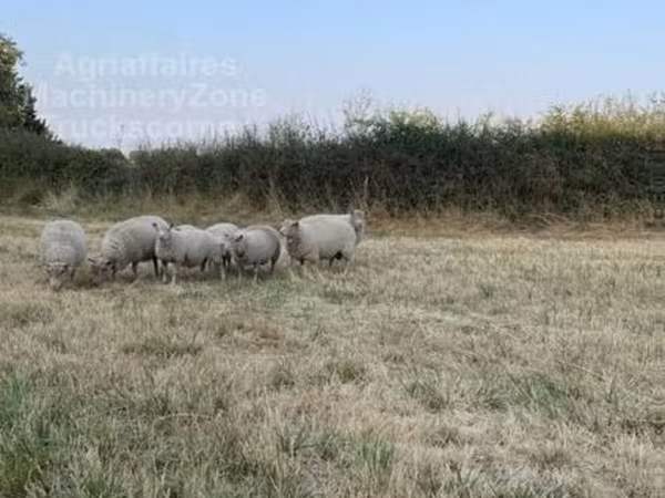 Ram, Sheep — United Kingdom