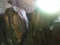 Stier, Runderen — foto 7