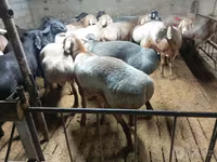 绵羊（批次，未指定性别）, Sheep — 照片 1