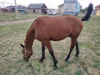 گھوڑا, Kazakh horse — تصویر 3
