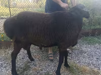 Ram, Schapen — foto 6