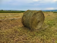 Fîn de pe malul Prutului — sawirka 5