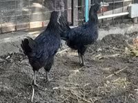 Chickens — عکس 2