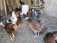 Chickens — Foto 6