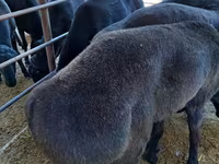 قوچ, Hissar sheep — عکس 3