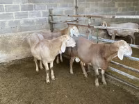 Oaie, Arashan sheep — foto 1