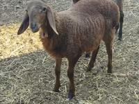 Montone, Rhon sheep — foto 5