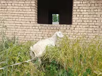بز ماده, بز — عکس 1