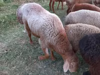 Baran, Edilbay sheep — zdjęcie 2