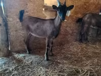 Goat, Alpine goat — photo 1