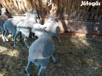 مینڈھا, Merino sheep — تصویر 5