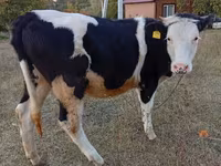Mucca, Bovini — foto 1