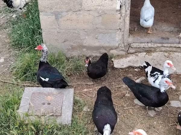 مسکوی خانگی
