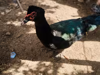 Ducks — foto 5