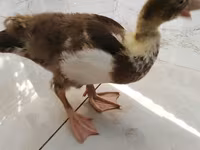 Ducks — foto 2