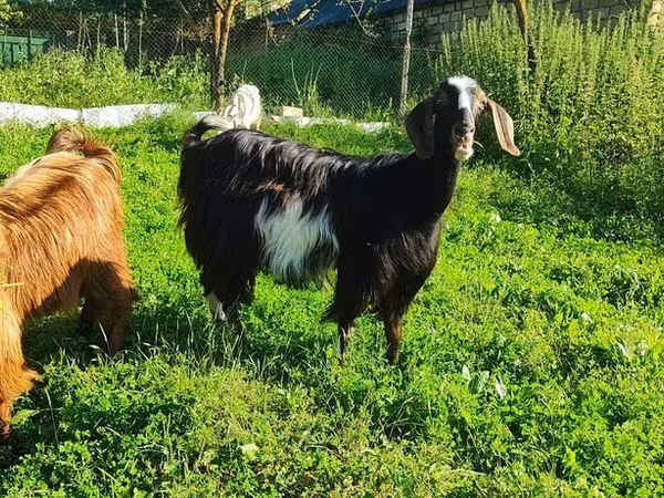 بز ماده, Saanen goat