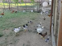 Chickens — عکس 1