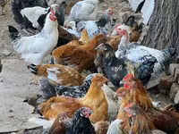 Chickens — 1 зураг