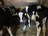 Lembu jantan, Holstein breed — foto 2