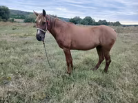 Stute, Pferde — Foto 1