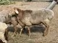 Domba jantan, Hissar sheep — foto 8