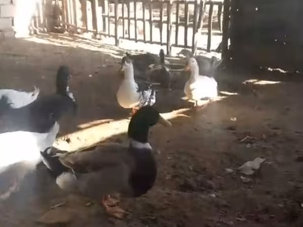 Ducks