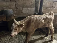 Vaca, Ganado vacuno — foto 2