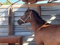 Cal, Kazakh horse — foto 7