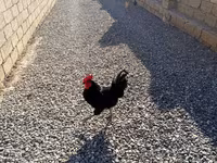 Chickens — 사진 7
