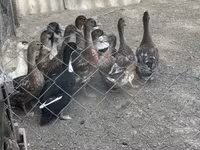 Ducks — 사진 3