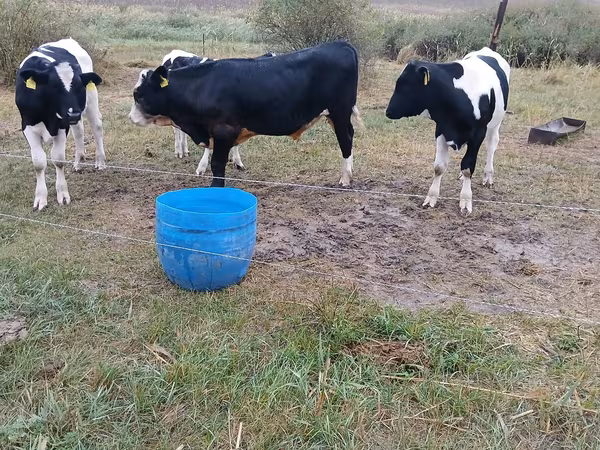 Bou, Rasa Holstein