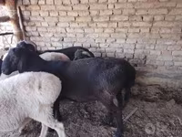 بز نر, بز — عکس 6