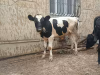 Byk, Russian Black pied cattle — zdjęcie 1