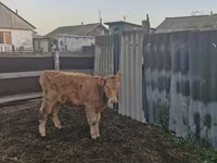 Vacă, Bovine — foto 2