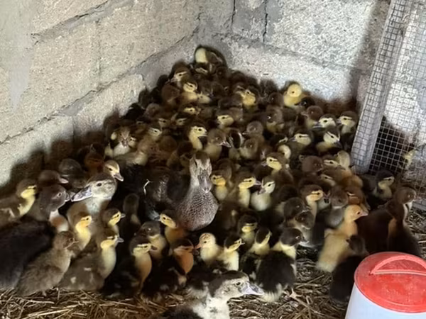 Domesticerad myskanka