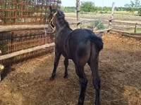 Cavallo, Cavalli — foto 7