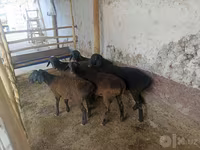 Ovce (šarže, pohlaví neuvedeno), Ovce — foto 4