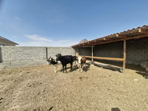 암소, Latvian Blue cattle