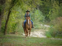 Stute, Quarter Horse — Foto 4