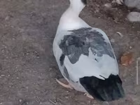 Ducks — ფოტო 5