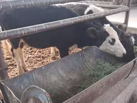 Lembu betina, Cattle — foto 6