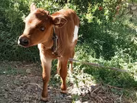 ላም, Cattle — ፎቶ 5