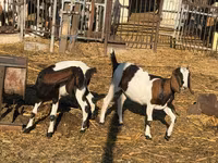 Capră, Nubian Goat — foto 1