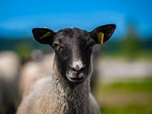 Beran, Romanov sheep